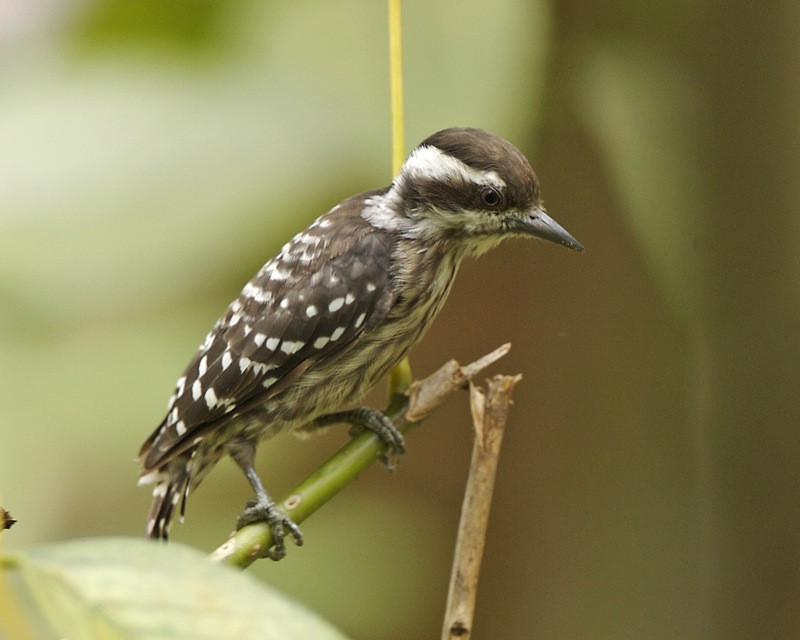 image Sunda Pygmy Woodpecker